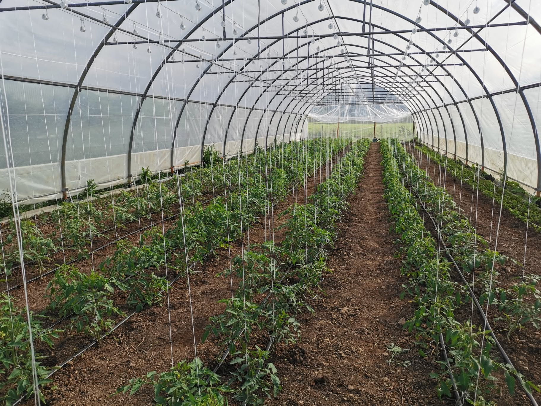 Serre de tomates en pleine culture
