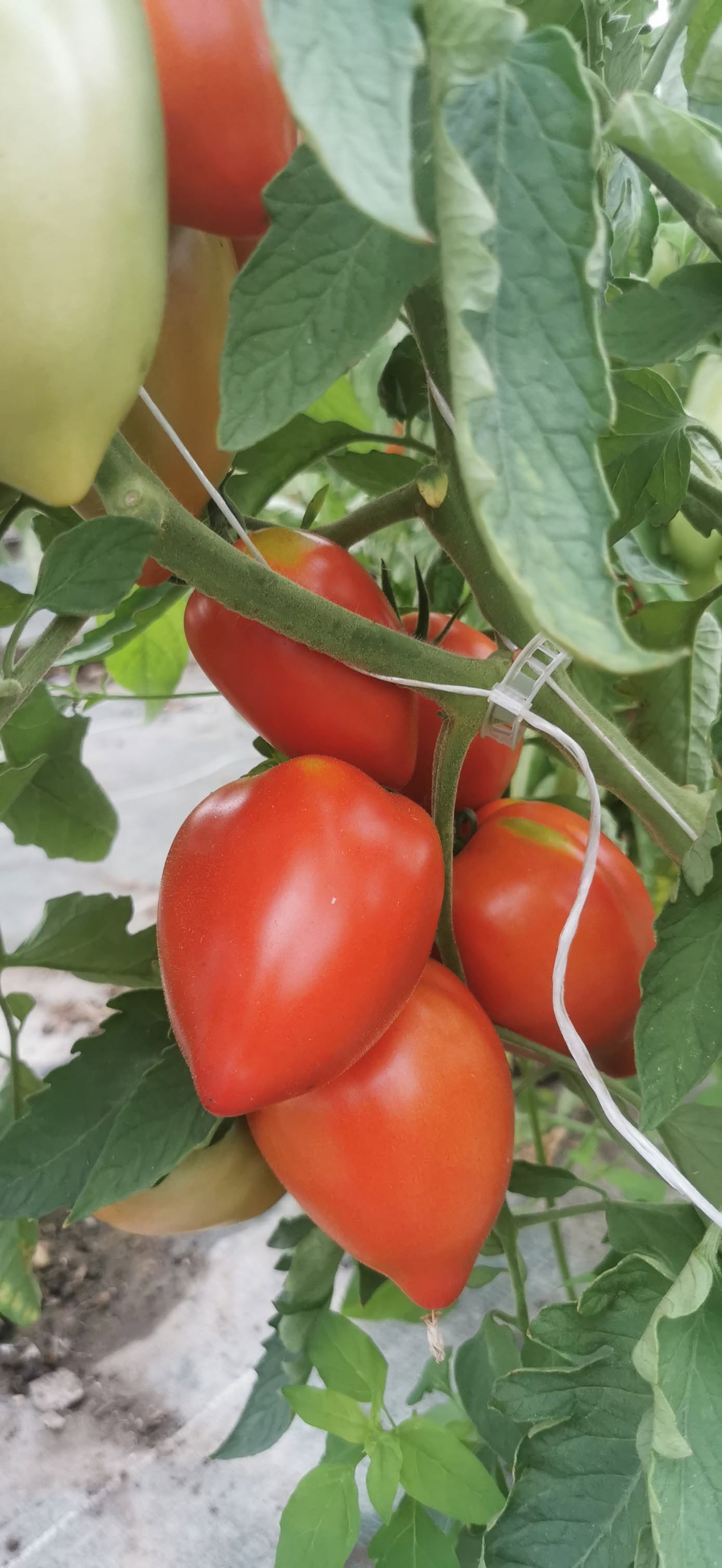 Tomates