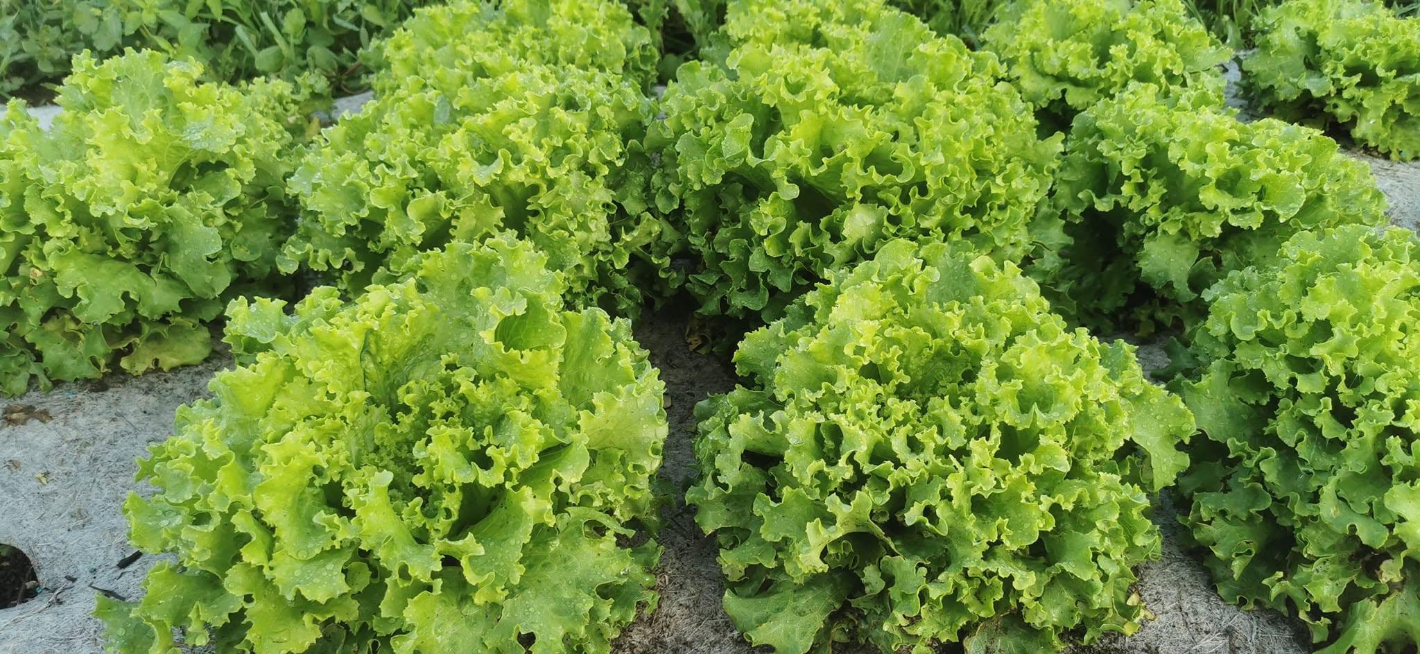Salade