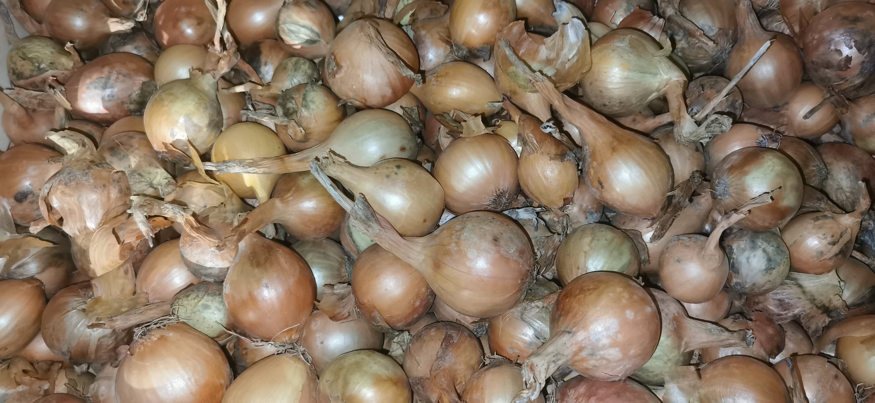 Oignons