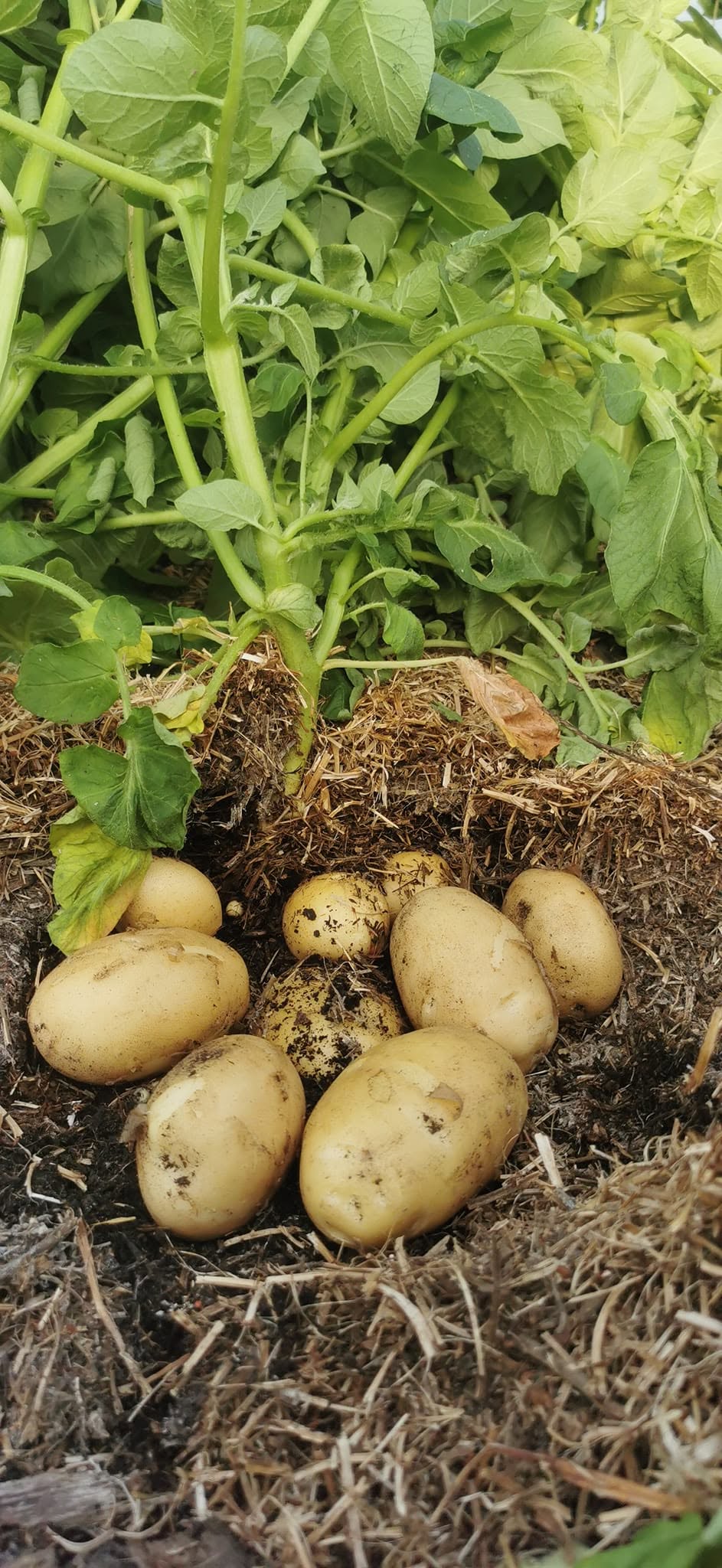 Pommes de terre