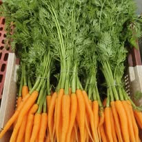 Carottes